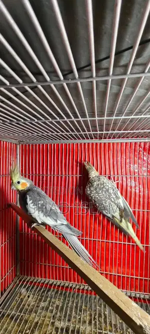 Cockatiel for Sale