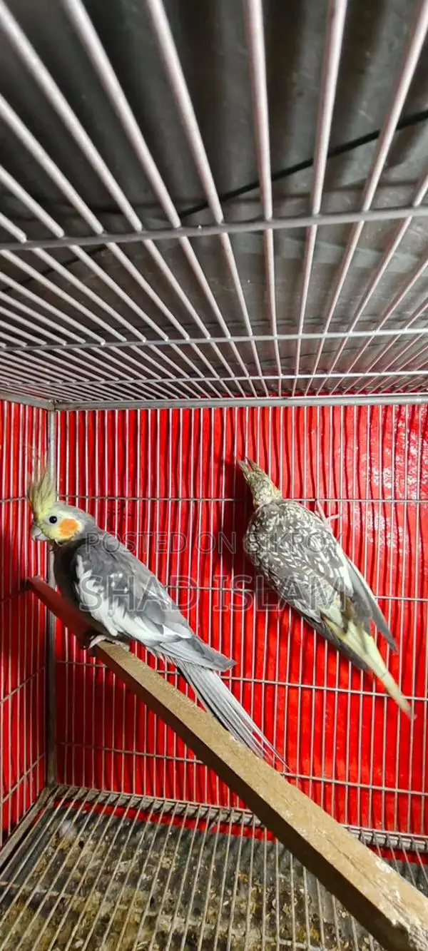 Cockatiel for Sale