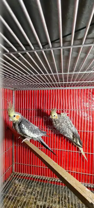 Cockatiel for Sale