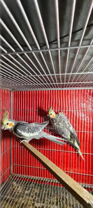 Cockatiel for Sale