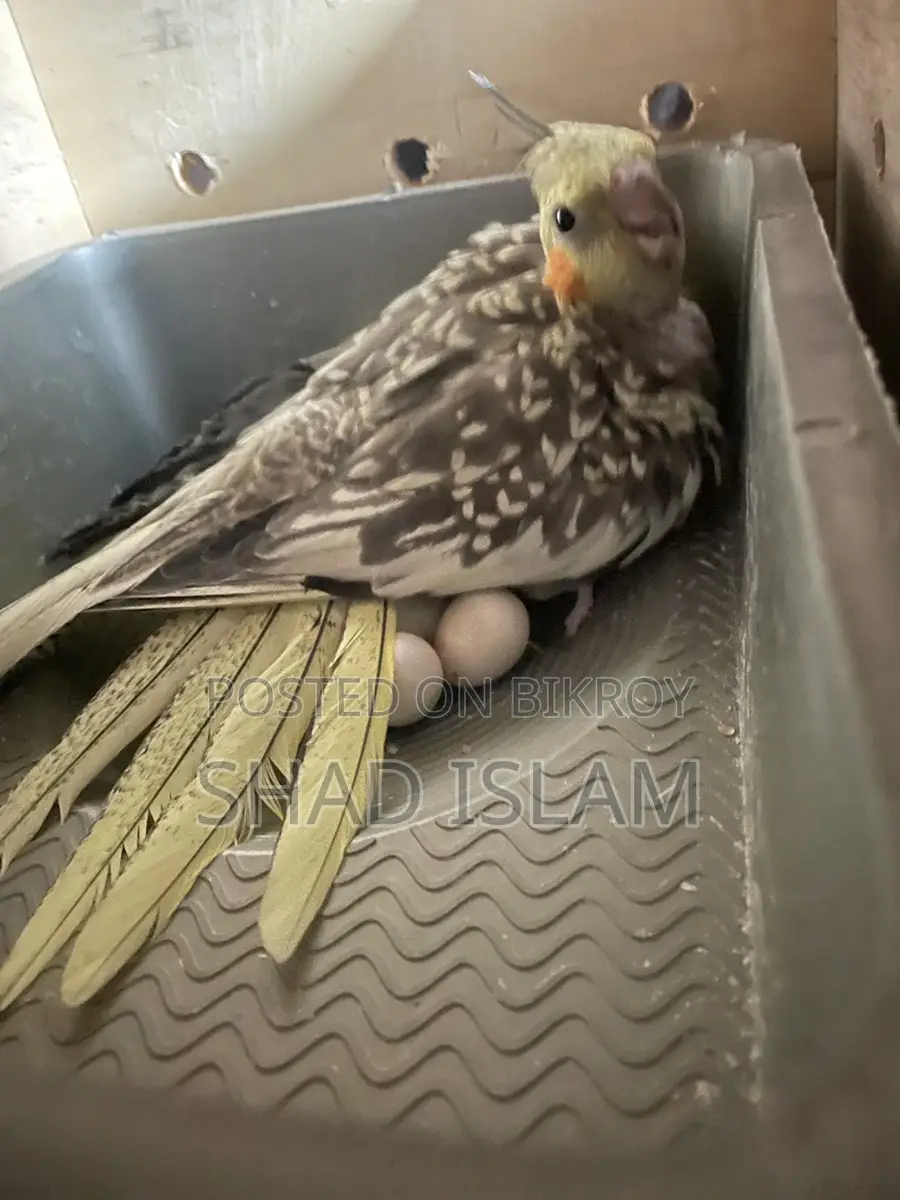 Cockatiel for Sale