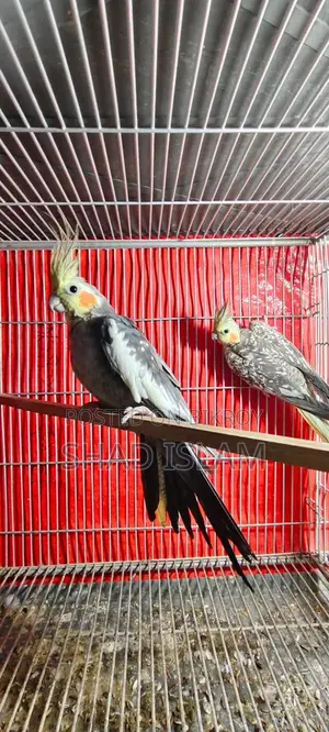 Cockatiel for Sale