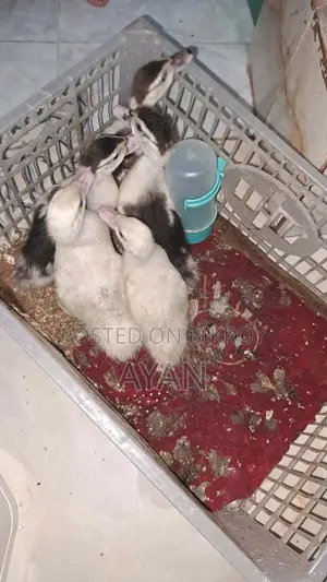 চিনা হাসের বাচ্চা