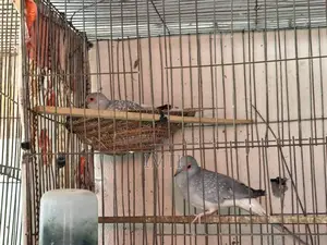 ডাডায়মন্ড ঘুঘু রানিং