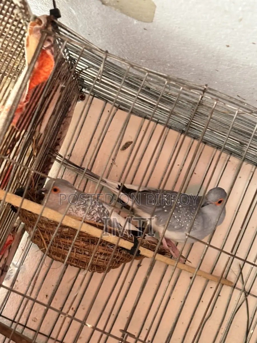 ডাডায়মন্ড ঘুঘু রানিং