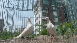 Pigeons for Sale