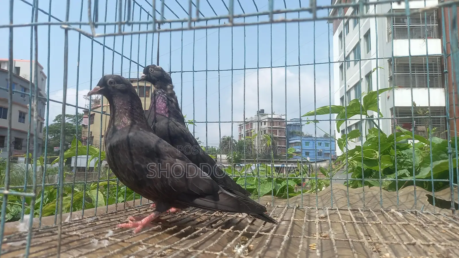 Pigeons for Sale