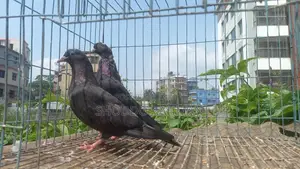 Pigeons for Sale