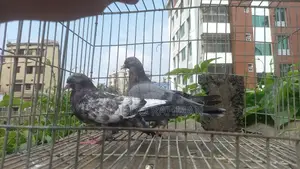 Pigeons for Sale