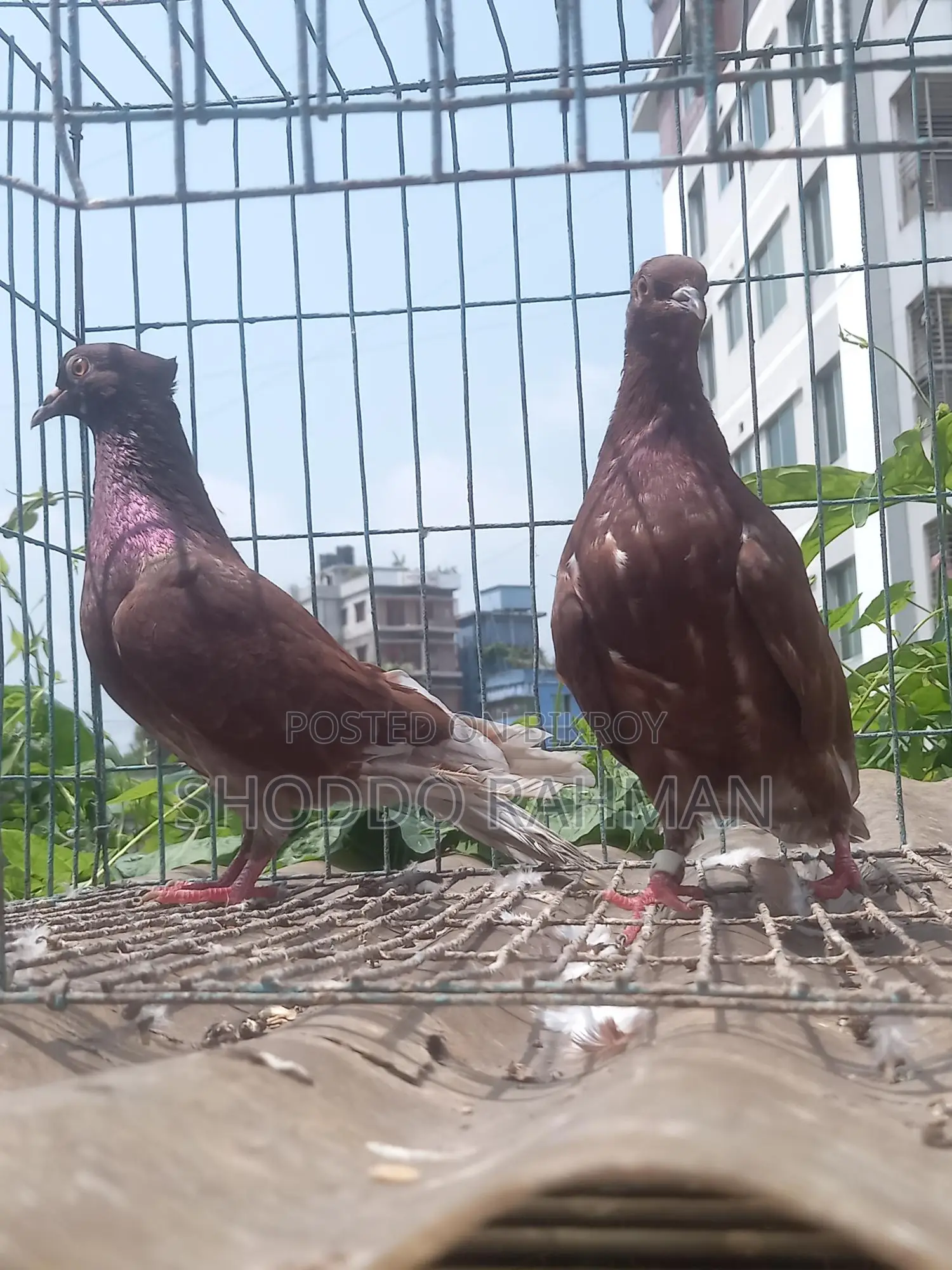 Pigeons for Sale