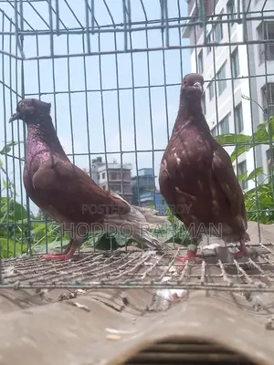 Pigeons for Sale
