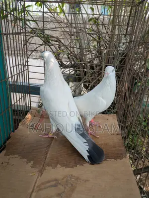 কালদম জোড়া