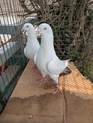 কালদম জোড়া