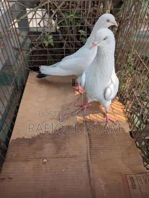 কালদম জোড়া
