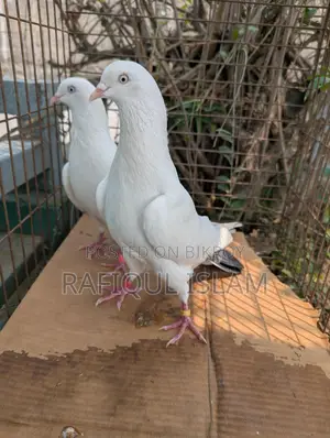 কালদম জোড়া
