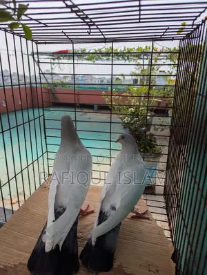 কালদম জোড়া