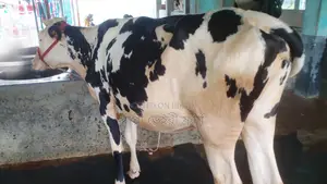 ১১০১নং উন্নত জাতের বকনা বিক্রয় হবে ।