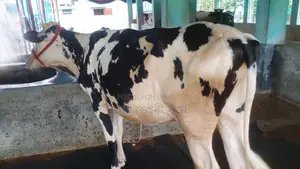 ১১০১নং উন্নত জাতের বকনা বিক্রয় হবে ।