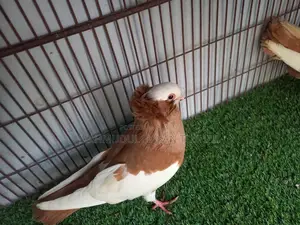 আমেরিকান করমোনা মাস্টার পেয়ার