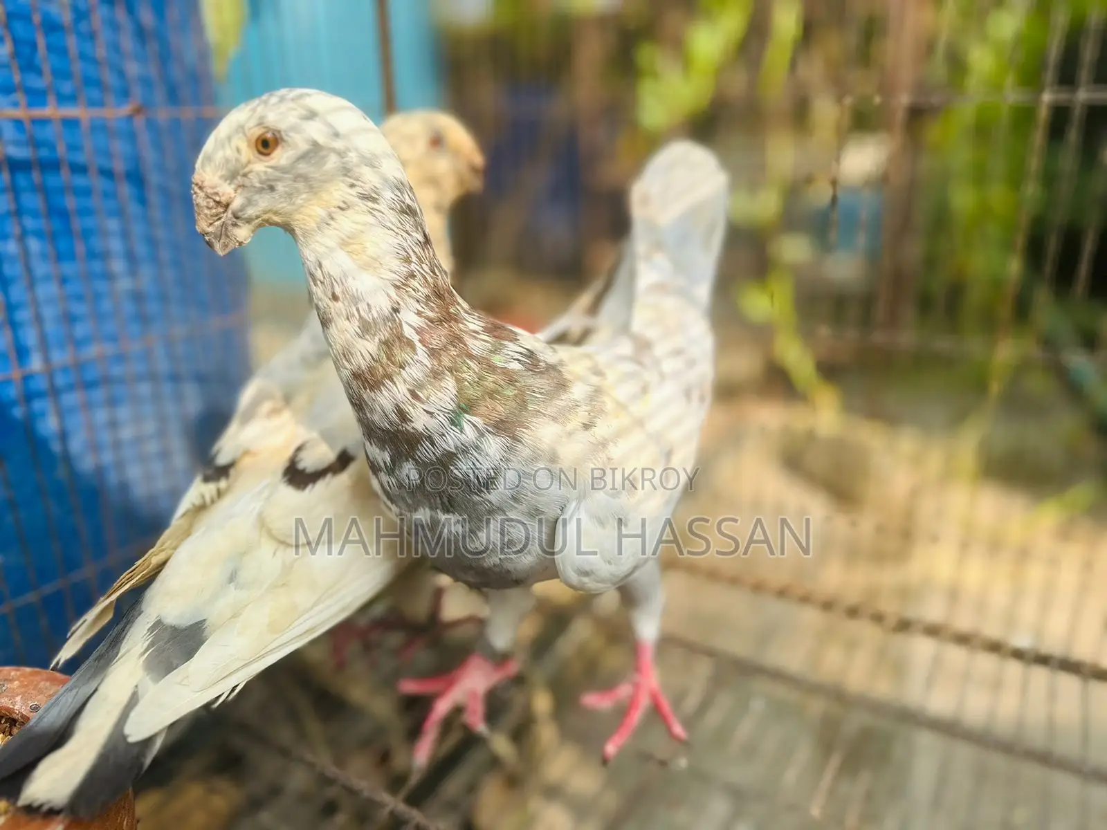 টাইগার বিউটি রানিং পেয়ার সেল হবে