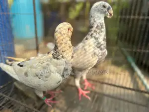 টাইগার বিউটি রানিং পেয়ার সেল হবে