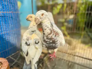 টাইগার বিউটি রানিং পেয়ার সেল হবে
