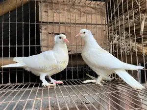 কবুতরলোটন, রেসার, গিরিবাজ