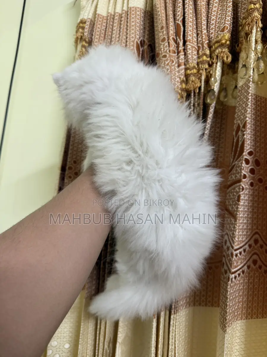 সেমি পাঞ্চ ফেস পার্সিয়ান ফিমেল কিটেন