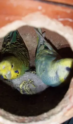Budgerigar Bird Pair