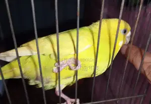 Budgerigar Bird Pair