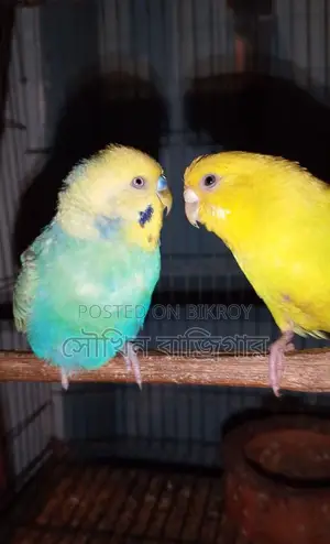 Budgerigar Bird Pair