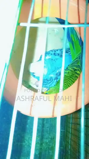 pakhi sale