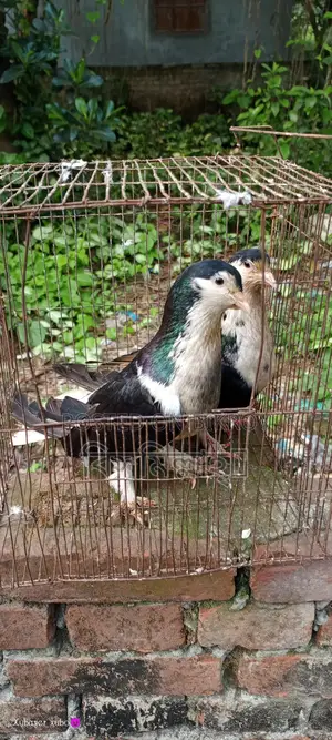 সিরাজি রানিং জোড়া