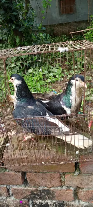 সিরাজি রানিং জোড়া