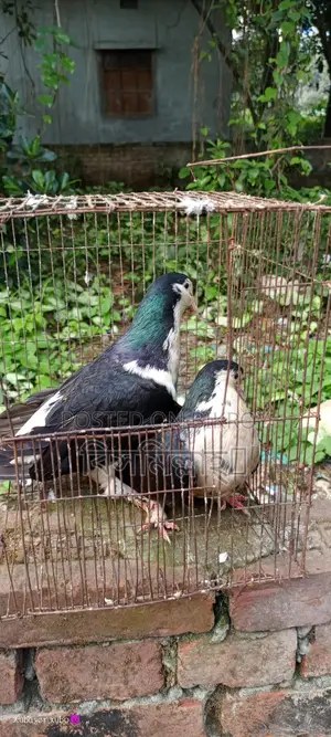 সিরাজি রানিং জোড়া