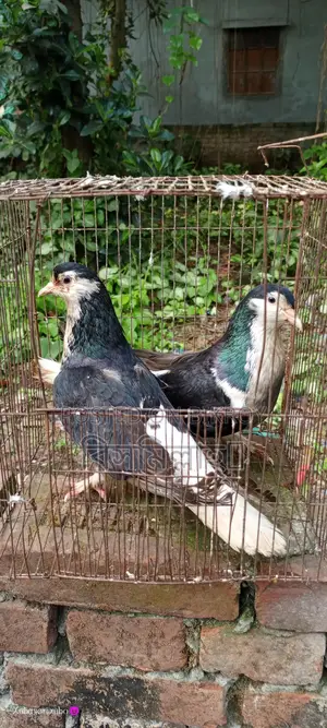 সিরাজি রানিং জোড়া