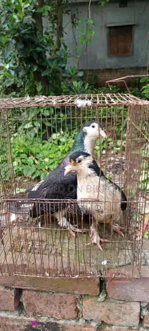 সিরাজি রানিং জোড়া