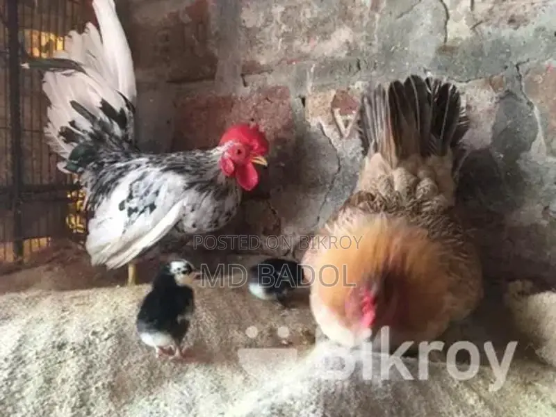 ৩ পিস জাপানিজ বেন্থাম বেবি
