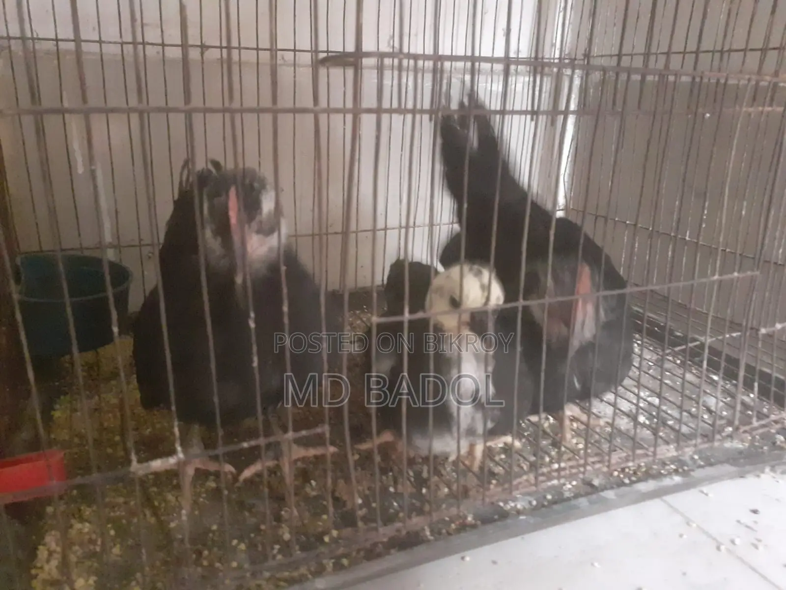৩ পিস জাপানিজ বেন্থাম বেবি