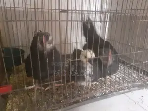 ৩ পিস জাপানিজ বেন্থাম বেবি