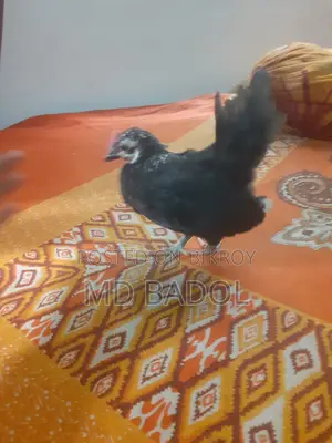 ৩ পিস জাপানিজ বেন্থাম বেবি