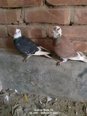 কবুতর বিক্রি
