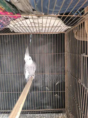 ককাটেল মেইল