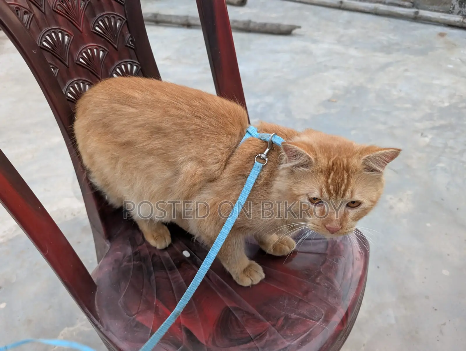 Persian Cat. Age 1.4 Month. Gender Male. Urgent Sell