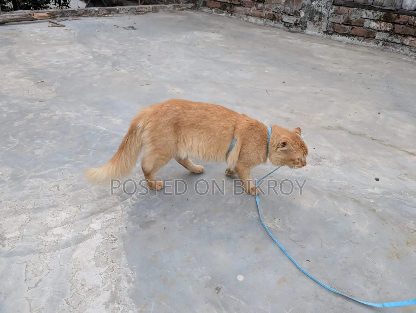 Persian Cat. Age 1.4 Month. Gender Male. Urgent Sell