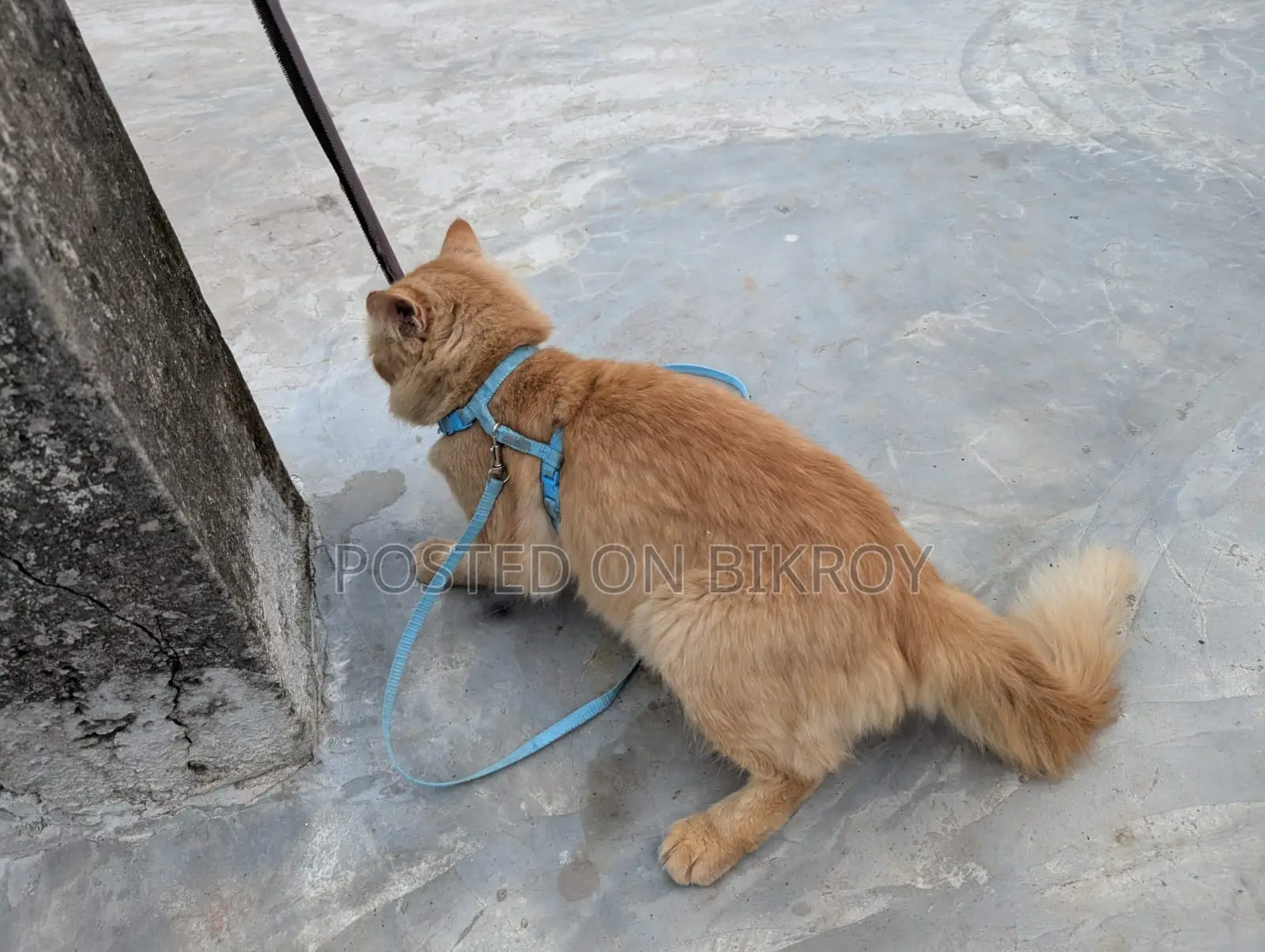 Persian Cat. Age 1.4 Month. Gender Male. Urgent Sell