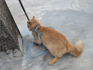 Persian Cat. Age 1.4 Month. Gender Male. Urgent Sell