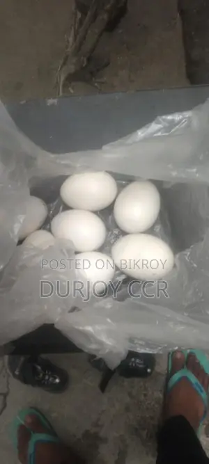 সাদা চীনা হাঁসের বীজ ডিম সেল করা হবে
