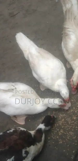 White Chinese Duck Hatching Eggs for Sale