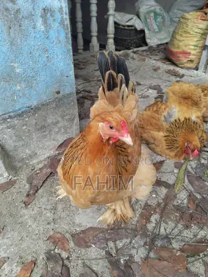 বাপ ব্রাহামা ফিমেল